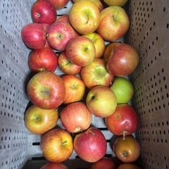 🍎【ハネだしのハネだしりんご】1袋詰め放題②の画像