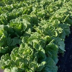 注文殺到中　　数に限りあります‼️白菜&大根が出来ました‼️の画像