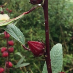 ハイビスカス🌺ローゼルの実の画像