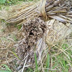 稲わら(天日干し,無農薬,無肥料)の画像