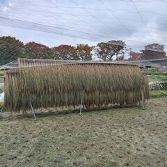 稲わら(天日干し,無農薬,無肥料)の画像
