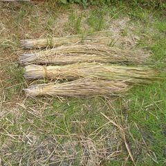 稲わら(天日干し,無農薬,無肥料)の画像