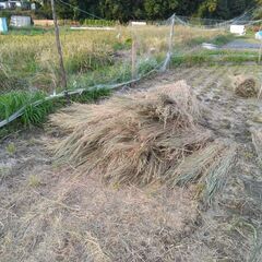 稲わら(天日干し,無農薬,無肥料)の画像