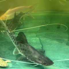 引き取り限定　ピライーバ他の画像