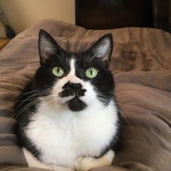 臆病だけど人見知りのない優しい男の子