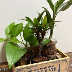 植物 3種類 ハイドロカルチャー おまけで箱をお付けしますの画像