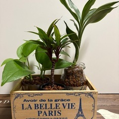 植物 3種類 ハイドロカルチャー おまけで箱をお付けしますの画像