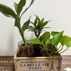 植物 3種類 ハイドロカルチャー おまけで箱をお付けしますの画像