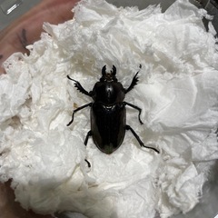 ニジイロクワガタ　紫紺系ペアの画像