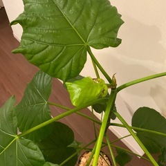 ウンベラータ　約120cmの画像