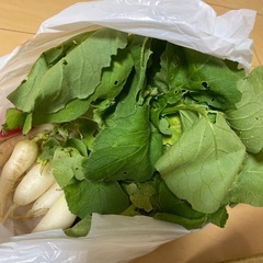 柿　ざくろ　ルッコラ　ラディッシュ　柚子　の画像