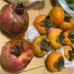 柿　ざくろ　ルッコラ　ラディッシュ　柚子　の画像