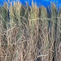 [天日干し　わら］ 10束🌾の画像