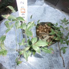 ◍南天、苗木、縁起の良い木、画像参照、★お手数をおかけしますプロフィール必読ですの画像