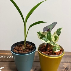 植物 4品(6種類) ハイドロカルチャー おまけで箱をお付けしますの画像