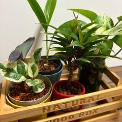 植物 4品(6種類) ハイドロカルチャー おまけで箱をお付けしますの画像