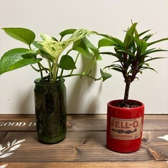 植物 4品(6種類) ハイドロカルチャー おまけで箱をお付けしますの画像