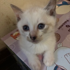 ▪️白猫ちゃん▪️3匹の里親様　大募集