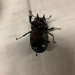 【赤レギ　ホワイトアイ（別血統）】赤レギウスオオツヤクワガタ　♀2頭の画像