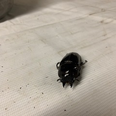 【赤レギ　ホワイトアイ（別血統）】赤レギウスオオツヤクワガタ　♀2頭の画像