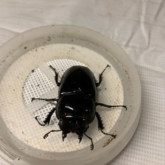 【赤レギ　ホワイトアイ（別血統）】赤レギウスオオツヤクワガタ　♀2頭の画像