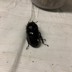 【赤レギ　ホワイトアイ（別血統）】赤レギウスオオツヤクワガタ　♀2頭の画像