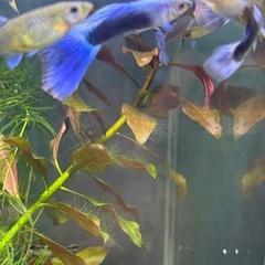 国産グッピーMIX　稚魚！　🤗　（決まりました！）　の画像