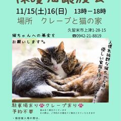 保護猫譲渡会11月15日(土)16日(日)
