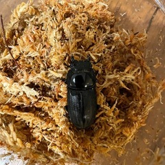 【後食済】東ジャワ パリーオオクワガタ　ペアの画像