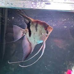 大きなエンゼルフィッシュ2匹の画像