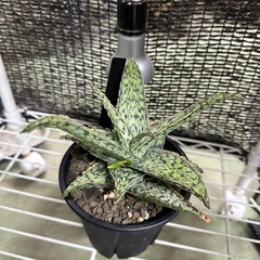 アロエハイブリッドの画像