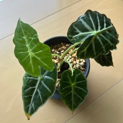 アロカシア パラソル
の画像