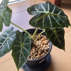 アロカシア パラソル
の画像