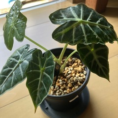 アロカシア パラソル
の画像