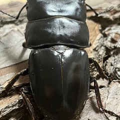 スマトラオオヒラタ　kuni血統　ぺあペアの画像