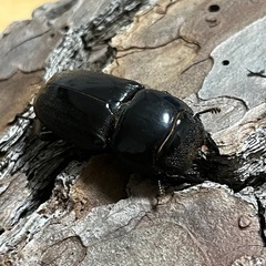 スマトラオオヒラタ　kuni血統　ぺあペアの画像