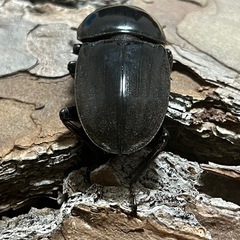 スマトラオオヒラタ　kuni血統　ぺあペアの画像