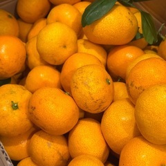 ★みかん★ 家庭栽培 無農薬 無化成肥料 の画像