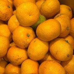 ★みかん★ 家庭栽培 無農薬 無化成肥料 の画像