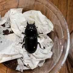 サキシマヒラタクワガタ　ペアの画像