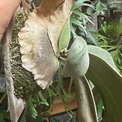 P.willinckii 'copper will' の画像