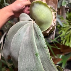 P.willinckii 'copper will' の画像