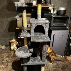 早急に引き取り希望　キャットタワーの画像