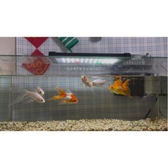 水槽＋金魚の画像