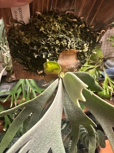 P.willinckii 