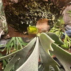 P.willinckii "Jade Girl" sporelingの画像