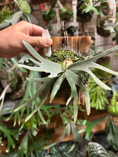 ガーデニング P.willinckii 