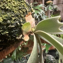 P.willinckii "Jade Girl" sporelingの画像