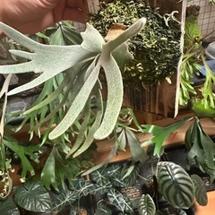 P.willinckii "Jade Girl" sporelingの画像