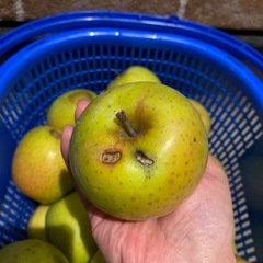 訳あり王林リンゴ　16kg の画像